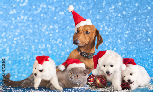 dog and cat and kitens wearing a santa hat