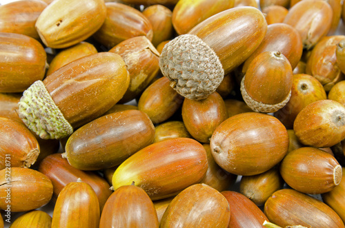 Acorn background