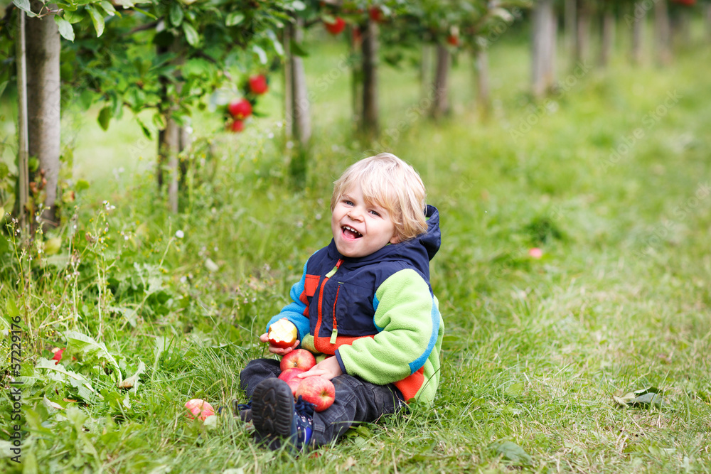 Little toddler boy of two years picking red apples in an orchard Little toddler boy of two years picking red apples in an orchard