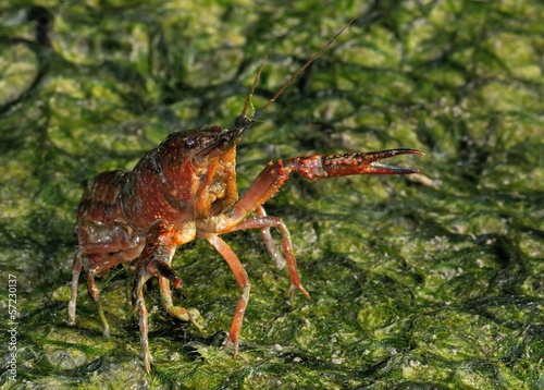 Gambero rosso della Luisiana