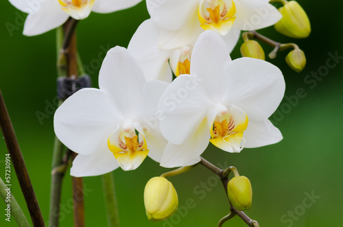 white orchid