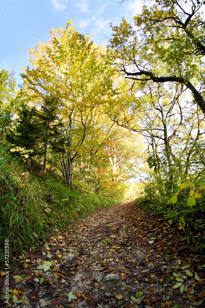 Weg im Herbstwald Weg im Herbstwald