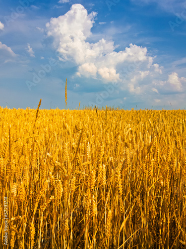 Rye field. Rye ears.
