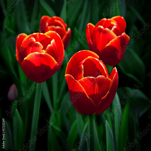 Group of red tulips. Spring landscape.