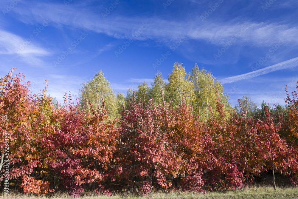 Naklejka premium Autumn - oak trees