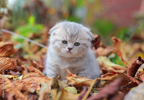 Small cute gray kitten on fallen leaves autumn background © nastia1983