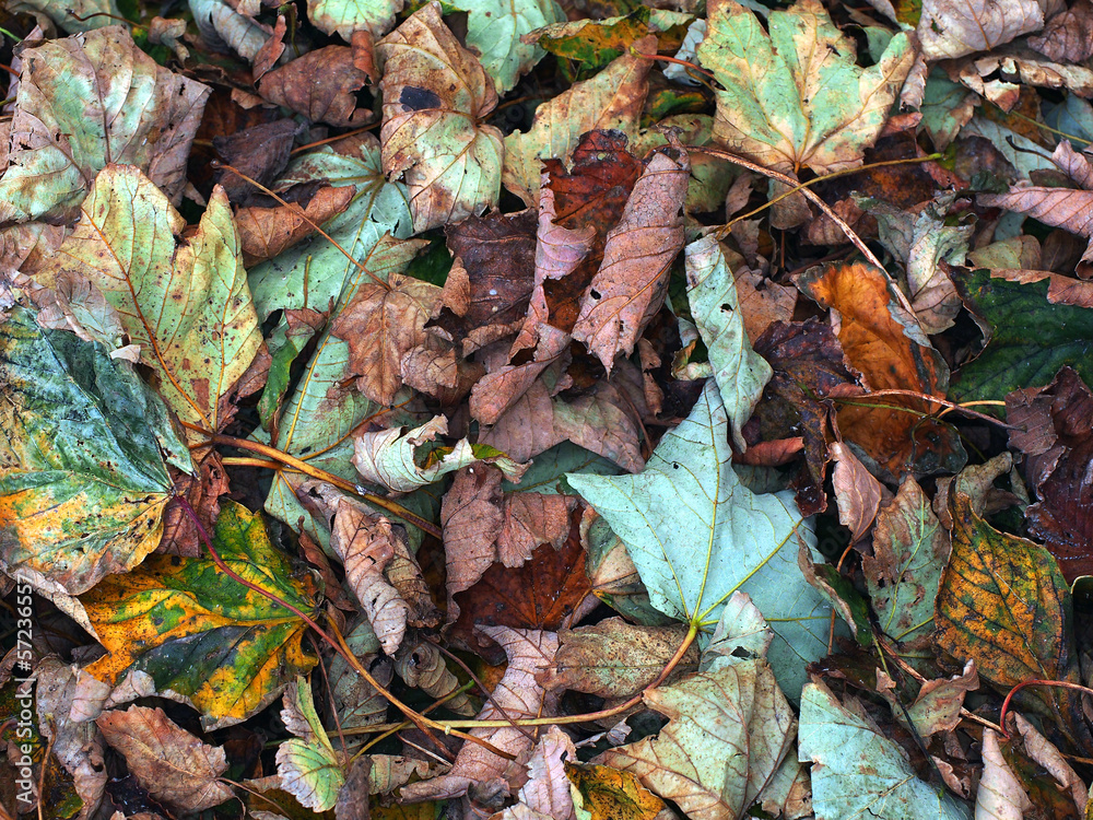 Fallen Leaves Fallen Leaves