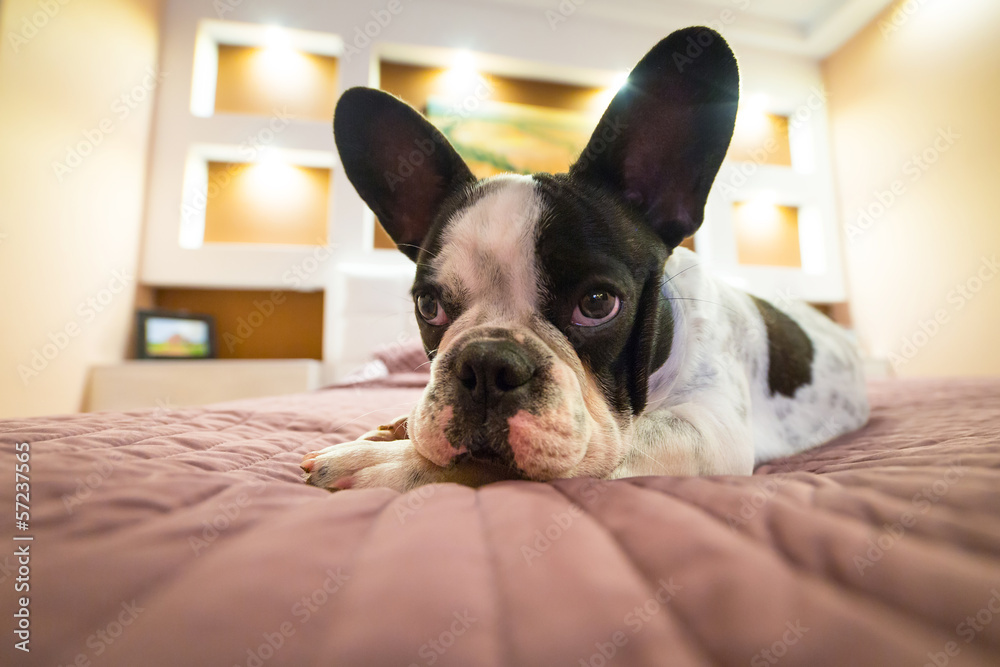 Adorable French bulldog puppy lying on bed Adorable French bulldog puppy lying on bed