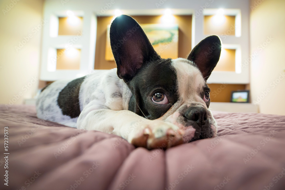 Adorable French bulldog puppy lying on bed