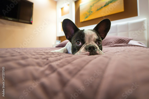 Fototapeta Naklejka Na Ścianę i Meble -  Adorable French bulldog puppy lying in bed
