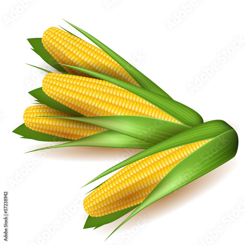 Corn cobs with green leaves