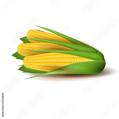 Corn cobs with green leaves