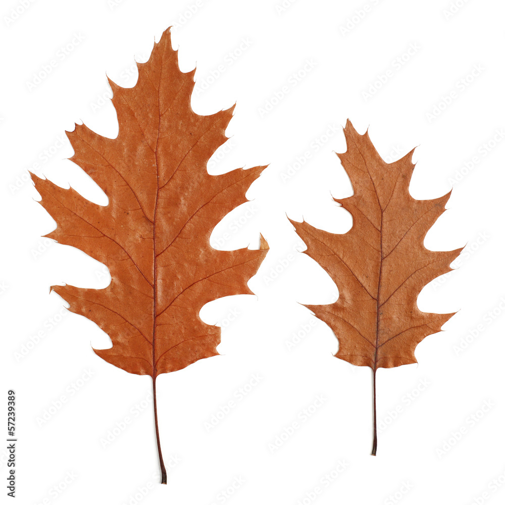 two dry oak leaves isolated on white background two dry oak leaves isolated on white background