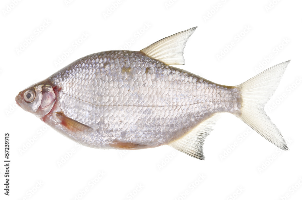 Common bream - Abramis brama