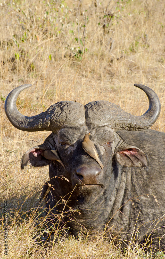 water buffalo with birds cleaning it's ears water buffalo with birds cleaning it's ears
