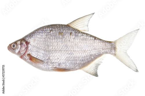 Common bream - Abramis brama