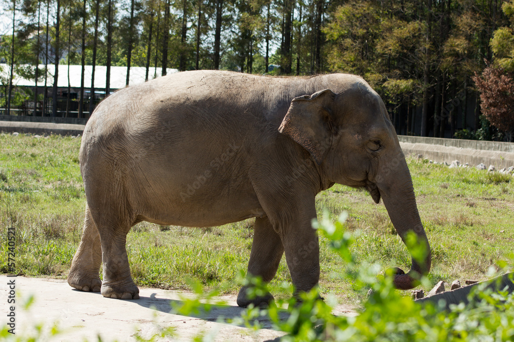Fototapeta premium Elefant