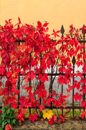 red foliage  on a metal fence #57240901