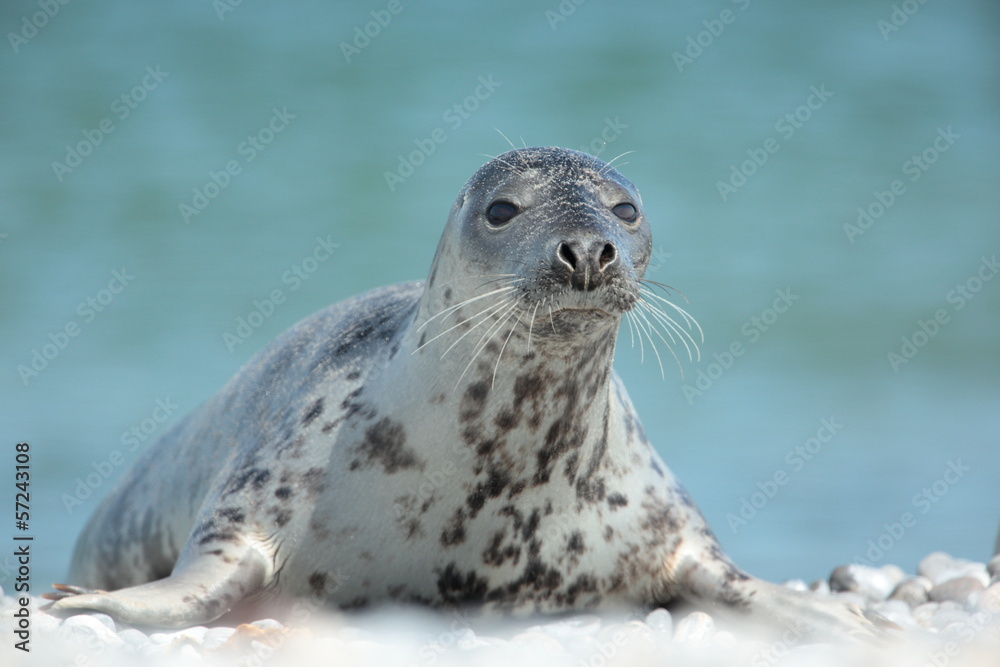 Fototapeta premium Seal