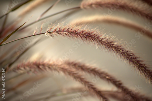 Soft morning silky rye
