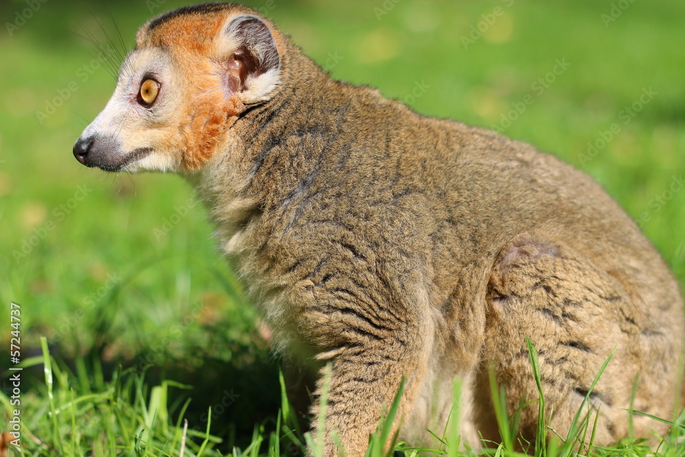 Fototapeta premium Crowned lemur, Lémur couronné