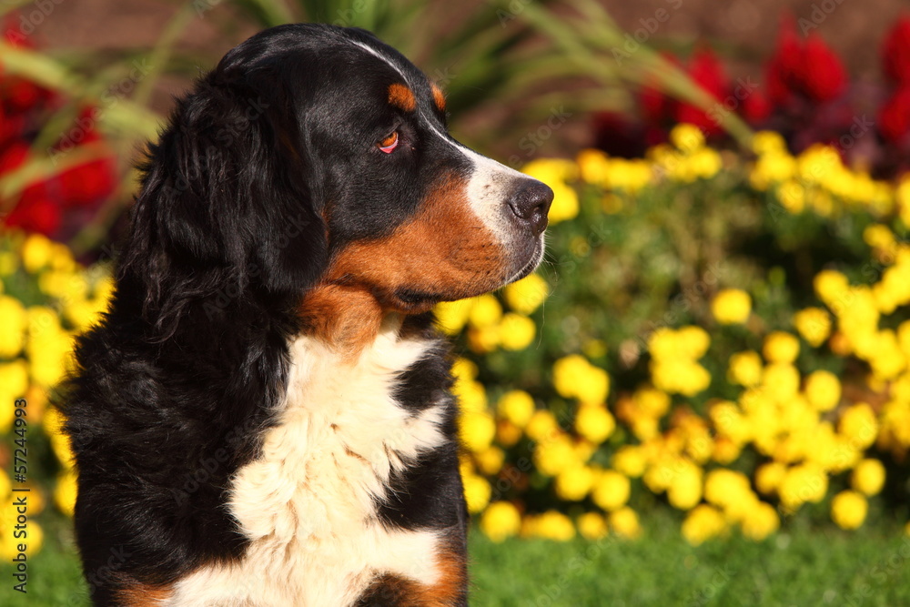 Bernese Mountain Dog Looking Alert