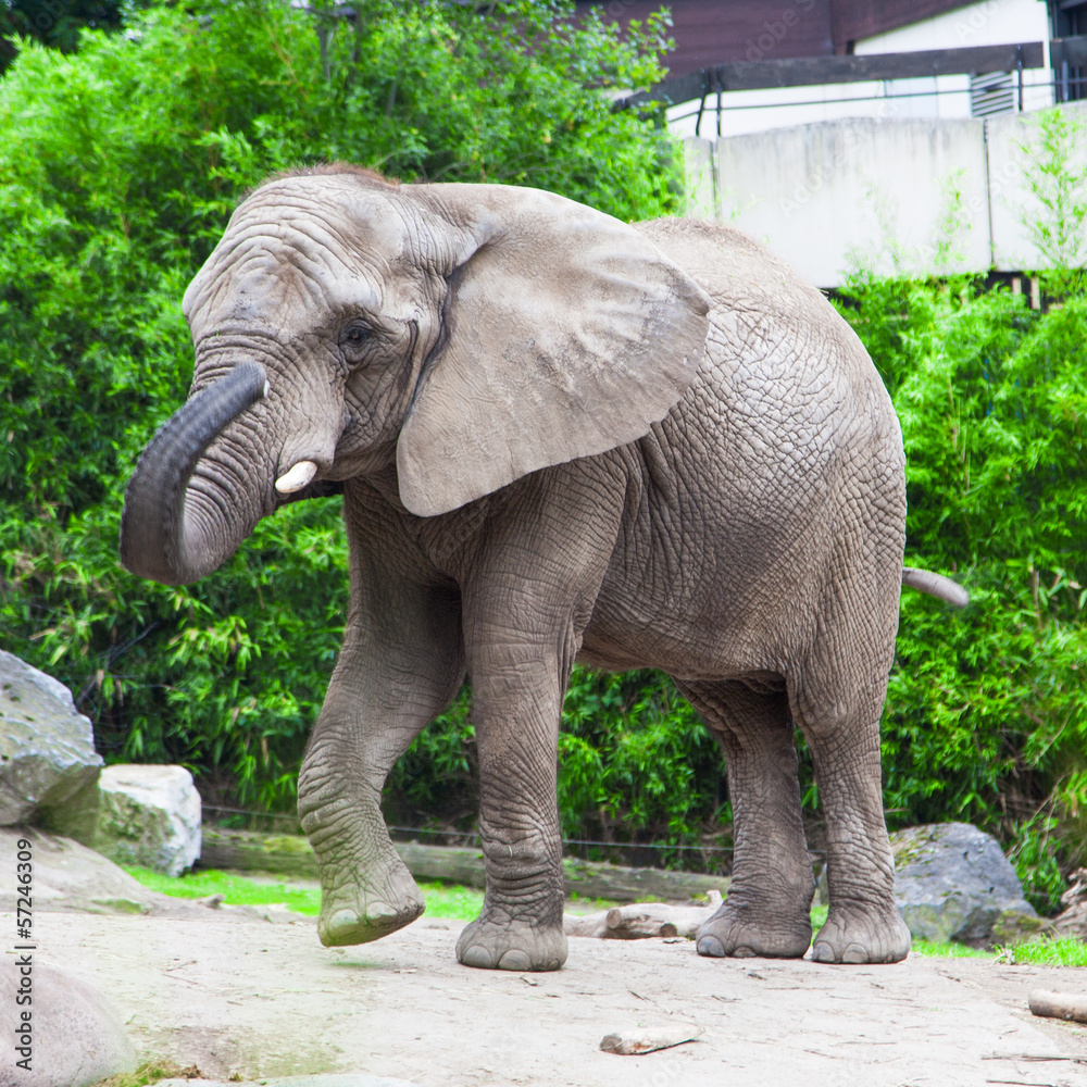 Fototapeta premium african bush elephant in zoo
