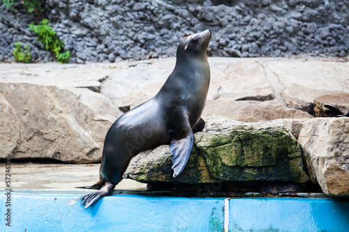 Sea Lion. Seal