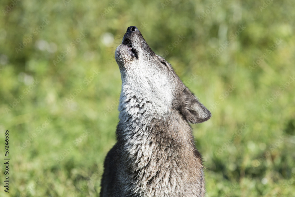 Fototapeta premium Wolf Howl