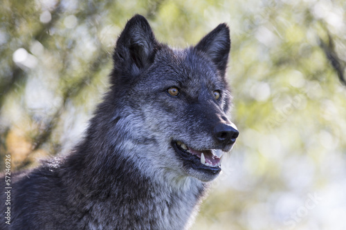 mature female gray wolf