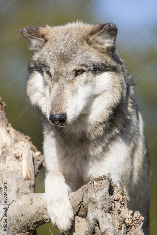Wolf  on dead tree