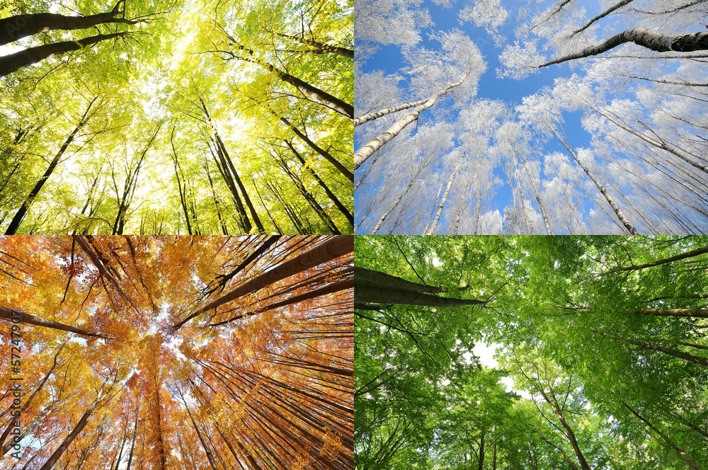 Fototapeta premium Cztery pory roku w lesie
