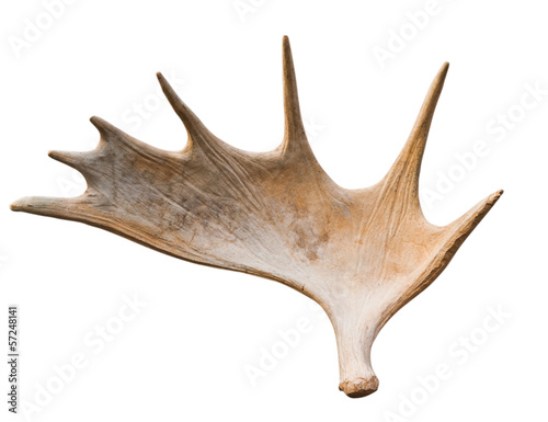 An angled view of a whitetail deer antler photo