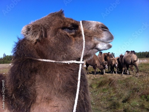 Bastrian camel