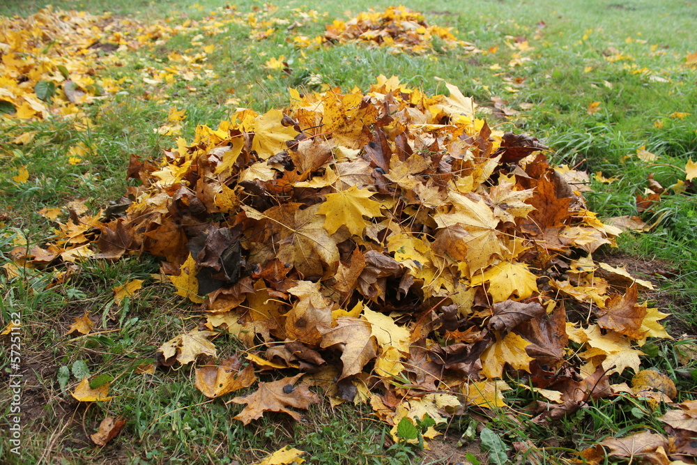 pile fallen autumn leaves pile fallen autumn leaves