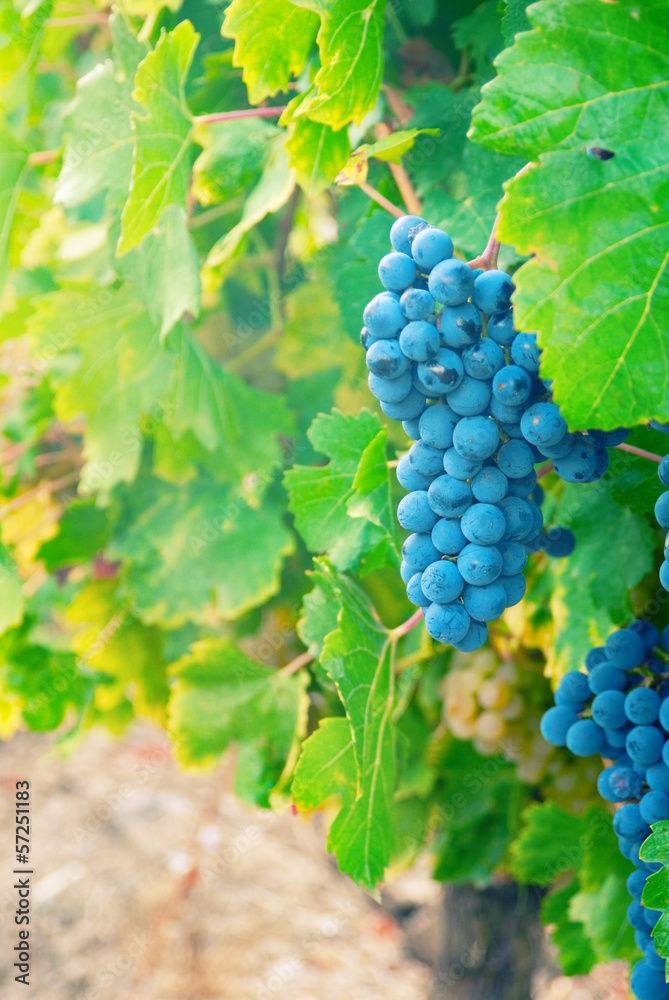 Sweet and tasty blue grape bunch