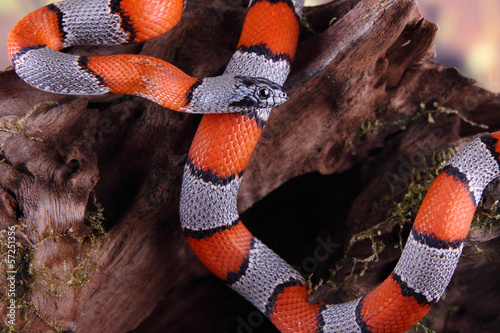 false snake coral photo