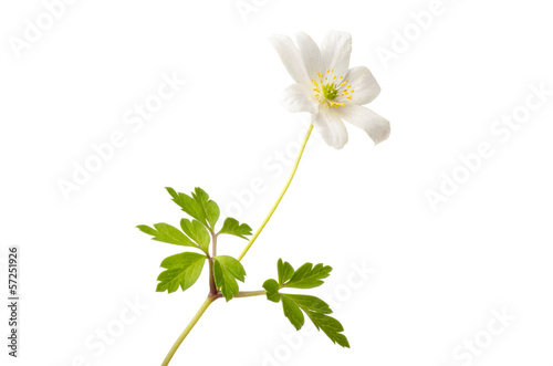 Wood anemone