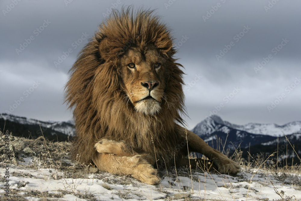 Fototapeta premium Lew berberyjski, Panthera leo leo
