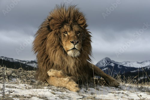 Barbary lion, Panthera leo leo #57252138