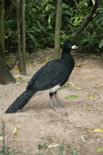 Bare-faced cusassow, Crax fasciolata photo