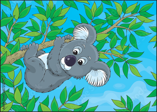 Koala