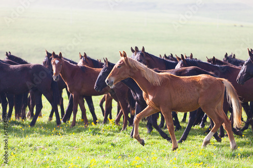  Herd of horses on a summer pasture. 