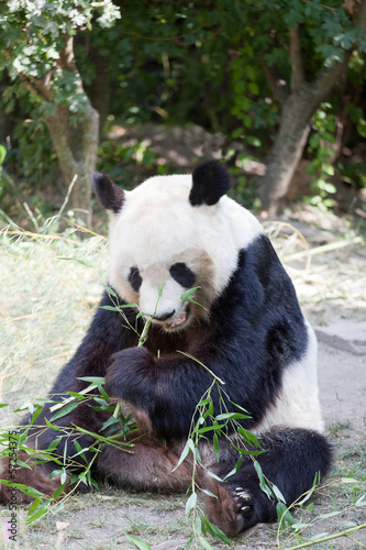 huge panda a bear is bamboo escapes