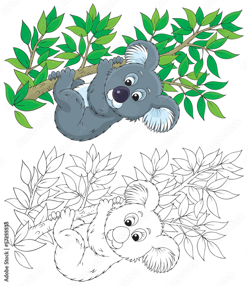 Fototapeta premium koala on an eucalyptus branch