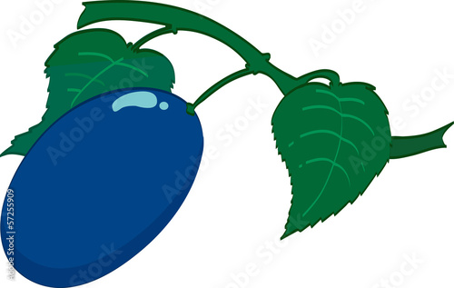 Plum