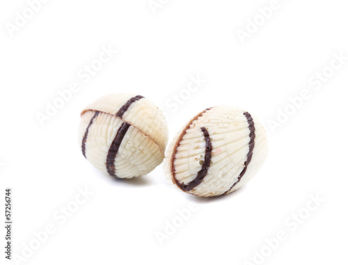 White color of chocolate seashell.