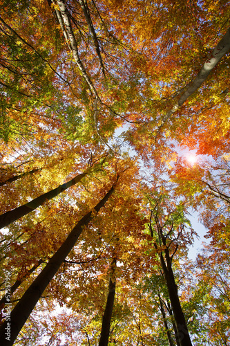 drzewa e lesie jesienią