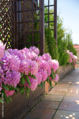 Obraz na płótnie Rhododendron on the terrace