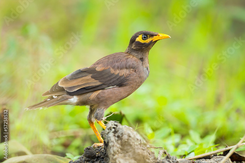 Close up of Common myna,Acridotheres tristis) ) in nature